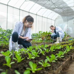 agronomes, scientifiques sous serre et légumes