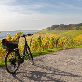 vélo sur une route dans un paysage viticole