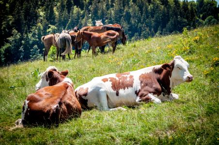 Vaches comtoises couchées dans un champs d'herbes